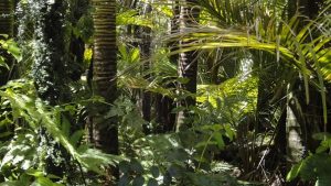 Tropické lesy jsou podle vědců mnohem rozmanitější, než se předpokládalo
