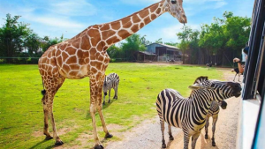 Safari Park Dvůr Králové měl o prázdninách nadprůměrnou návštěvnost