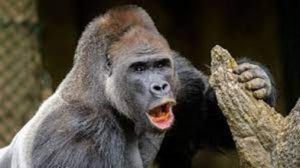 Do pražské zoo dorazil z Rakouska gorilí samec Kisumu