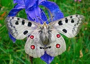 V Krkonoších připravují utajené místo pro vysazení kriticky ohroženého motýla