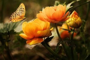 Lidé mohou pomoci ochranářům s péčí o motýlí louky i botanickou zahradu